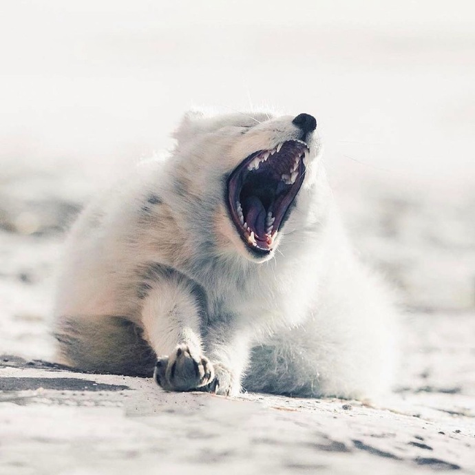 打了个让狐很累累的哈欠，打完就弱小到只想躺下呢动物gif搞笑图片
