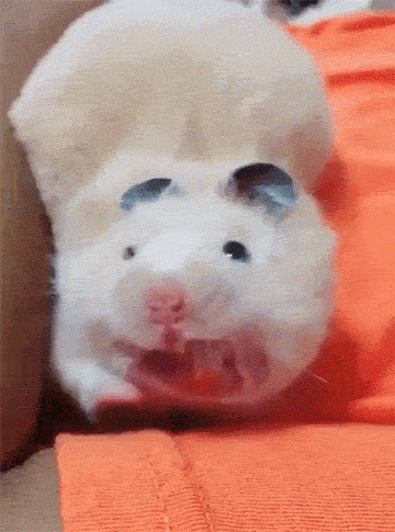 仓鼠打个哈气很吓人啊动物gif搞笑图片