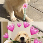 今天又是被大金毛治愈的一天动物gif搞笑图片