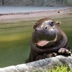 日本东京上野动物园的小河马，战斗力惊人的河马也有卖萌的时候动物gif搞笑图片