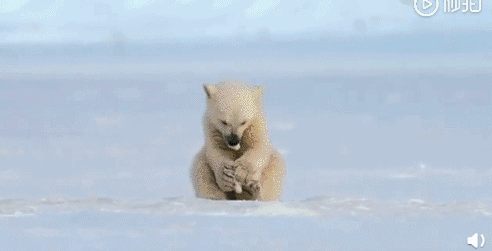 正在专心抠脚的小北极熊被突然出现的小海豹吓到，太可怕了哈哈哈动物gif搞笑图片