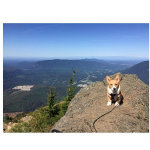 这只叫做angus的柯基犬，腿短却有一颗冒险的心，跟着自家主人一动物gif搞笑图片