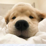 嗨，小金毛动物gif搞笑图片