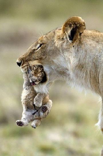 猫科妈妈携带宝宝的特别方式动物gif搞笑图片