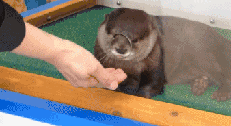 该配合你演出的我，尽力表演动物gif搞笑图片