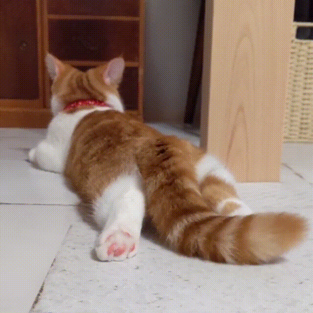 小胖橘动物gif搞笑图片