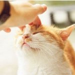 闭上眼睛就是让你亲的嘛动物gif搞笑图片