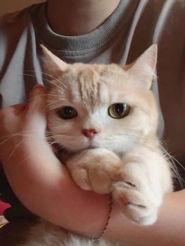 烦心事已超标动物gif搞笑图片