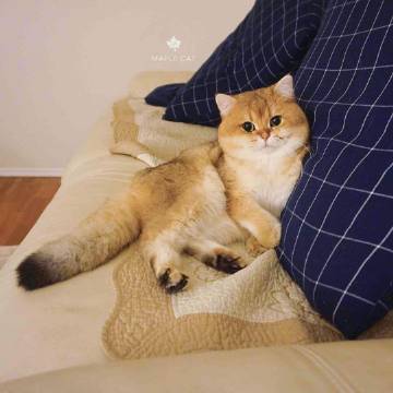 叫maple的小猫咪动物gif搞笑图片