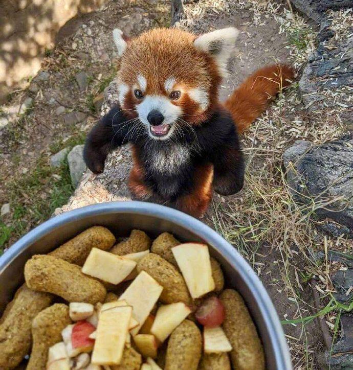 1岁小熊猫的“威胁”：赶紧给我，不然你可能会挨打动物gif搞笑图片