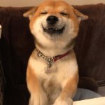 柴犬的治愈微笑 愿秒赞的你开心每一天动物gif搞笑图片