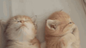 据说这就是情侣们早上醒来的样子动物gif搞笑图片