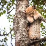 挪威的森林里，摄影师拍到了一只在树上睡着了的小山猫，好可爱！动物gif搞笑图片