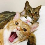 一组小姐妹的自拍照动物gif搞笑图片