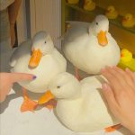 今日份也要开心鸭！动物gif搞笑图片