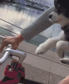 小姐姐你会空气刨吗？不会我教你好了动物gif搞笑图片