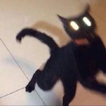 偶尔暴躁动物gif搞笑图片