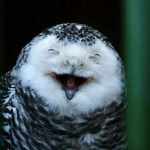 猫头鹰动物gif搞笑图片