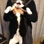 蠢萌蠢萌的喵星人Ikura动物gif搞笑图片