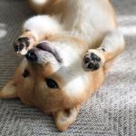 我准备好了，我准备好了动物gif搞笑图片