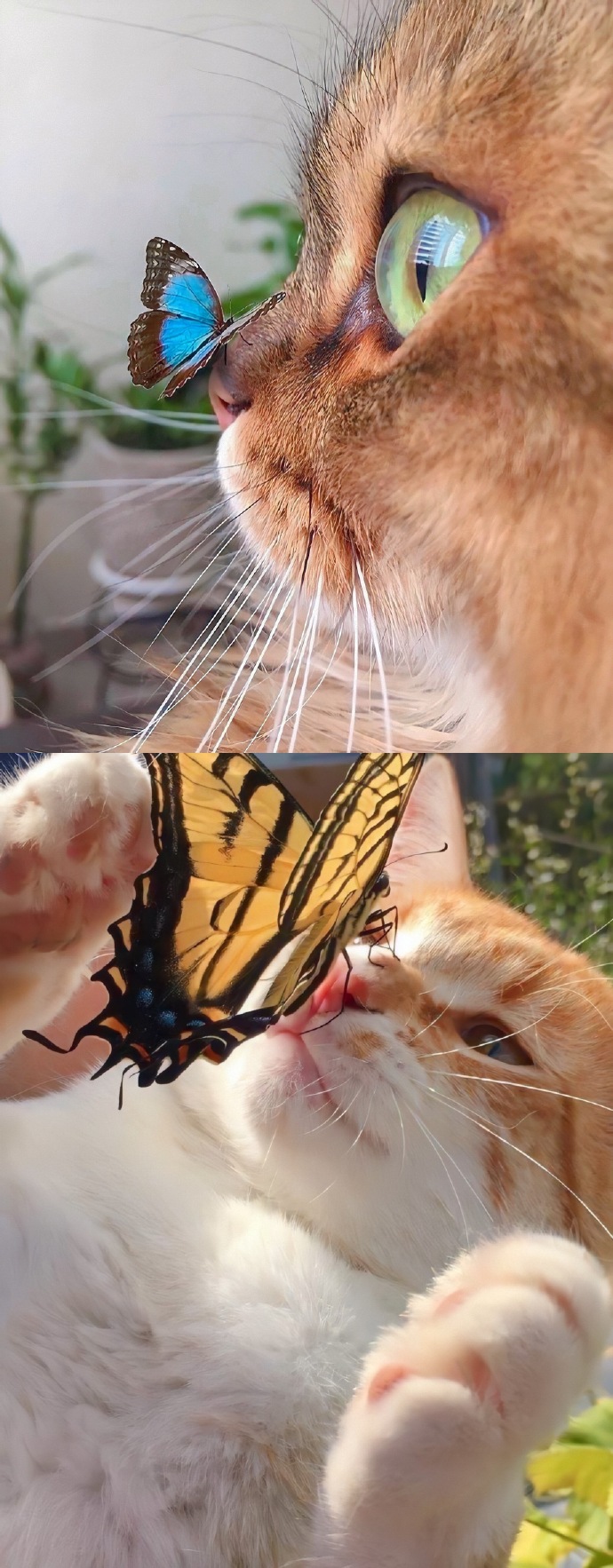 一些治愈大合集动物gif搞笑图片