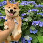 快帮狗狗拍个照动物gif搞笑图片