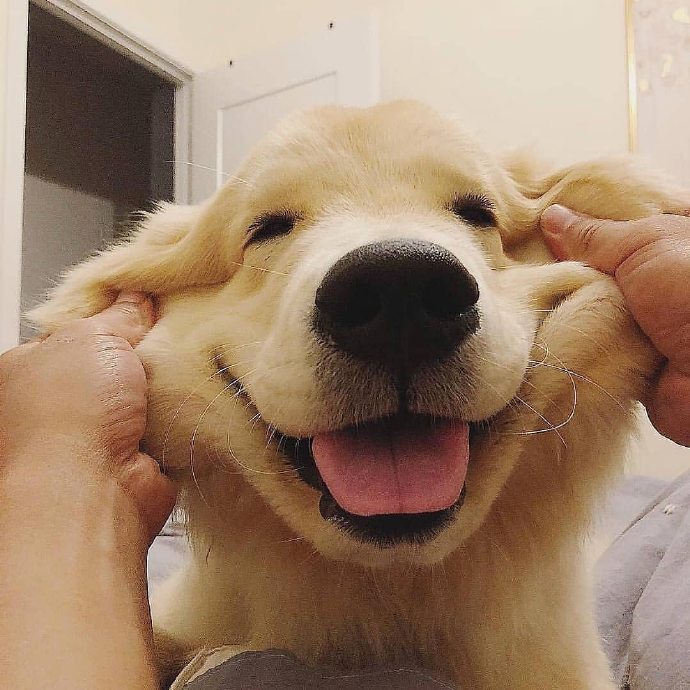 面团狗子动物gif搞笑图片