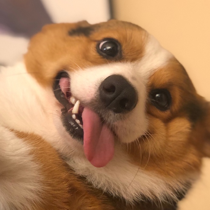 分享快乐动物gif搞笑图片