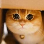 大眼萌猫动物gif搞笑图片