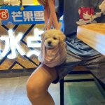 爱喝酸奶的小狗动物gif搞笑图片