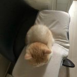 无法抵抗的可爱瞬间动物gif搞笑图片