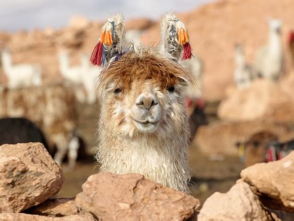 因为上帝恒久不变的大爱,我就能学着去爱这世上的一草一木一沙动物gif搞笑图片