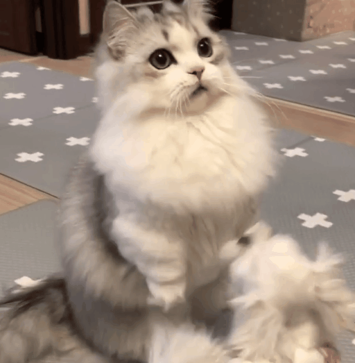 肥胖猫咪的反攻动物gif搞笑图片