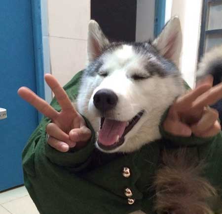 来给生活比个耶动物gif搞笑图片