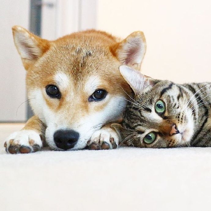 没头脑不高兴组合动物gif搞笑图片