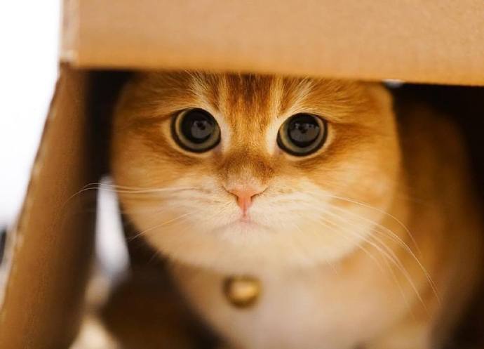 大眼萌猫！动物gif搞笑图片