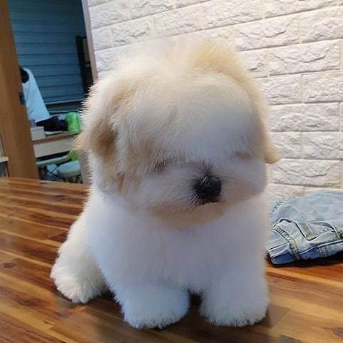 师傅，我要求不高，随便帮我剪剪，能让我看到路，看到小丽就可以动物gif搞笑图片