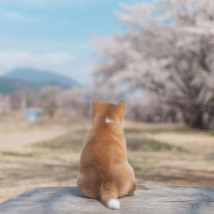 你喜欢小柴犬吗动物gif搞笑图片