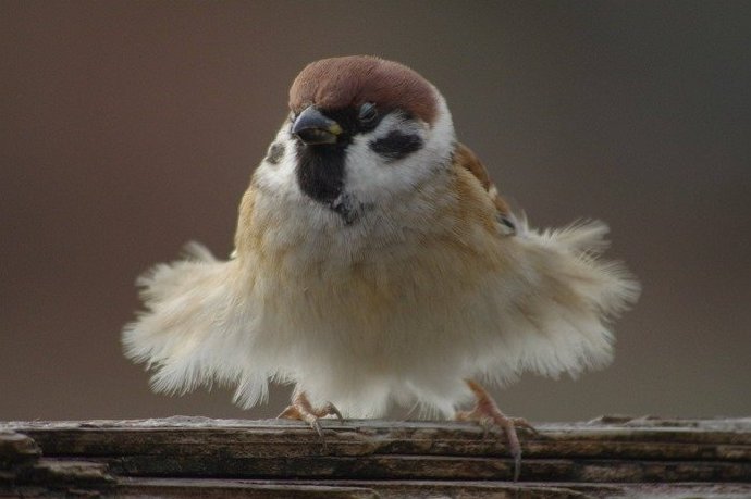 夏天到了，小肥啾穿上了可爱小裙子 ​​​​动物gif搞笑图片
