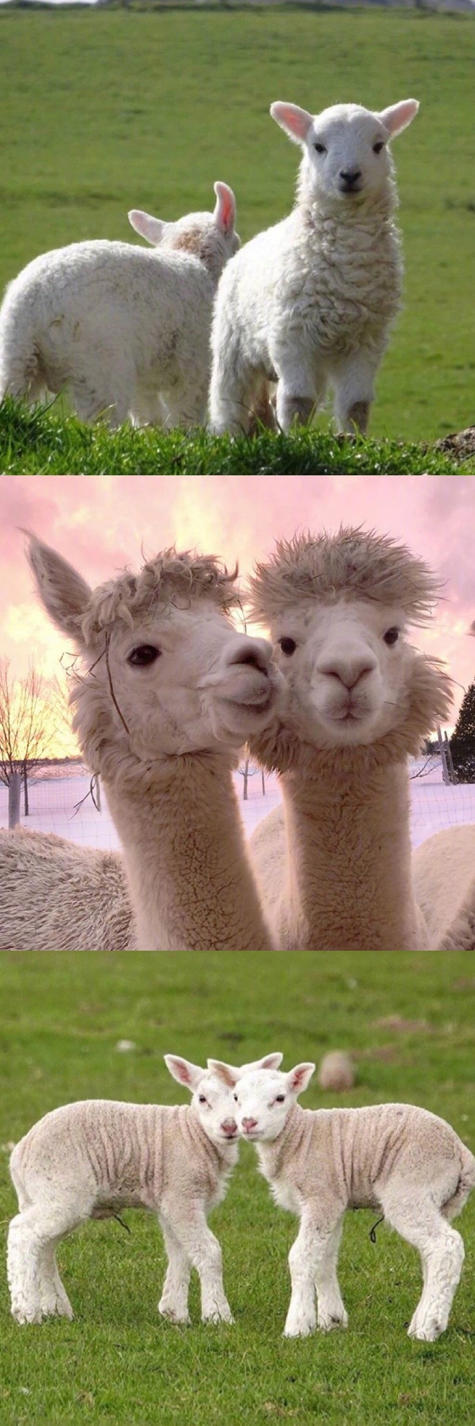 治愈小羊羊动物gif搞笑图片