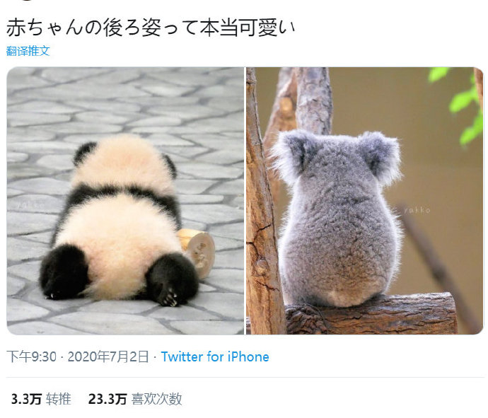 小动物毛绒绒的背影杀伤力可太大啦！  整理了跟帖的小可爱背影照动物gif搞笑图片