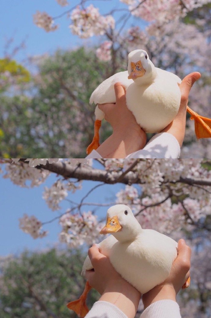 鸭鸭和兔兔的夏日约会动物gif搞笑图片