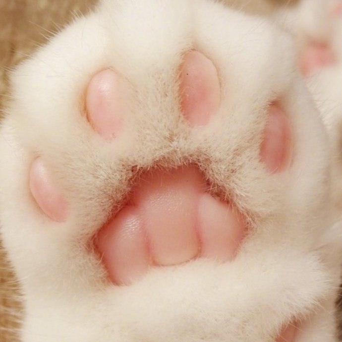 吸一波圆润可口的肉球球吧动物gif搞笑图片