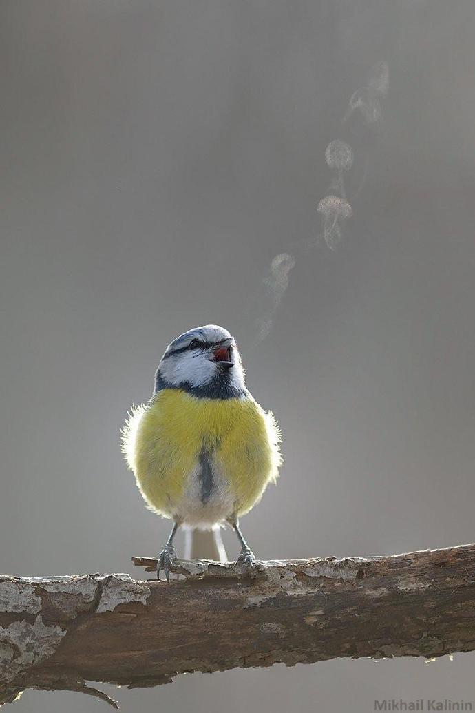 看到了山雀的歌声动物gif搞笑图片