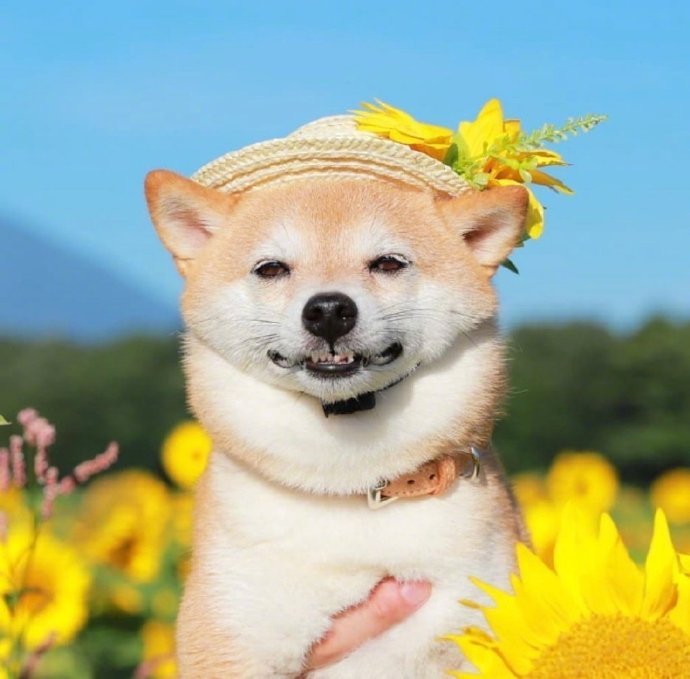 希望大家都能过得很开心动物gif搞笑图片