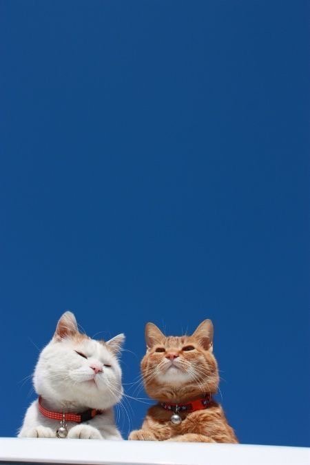 猫咪的夏日天空动物gif搞笑图片