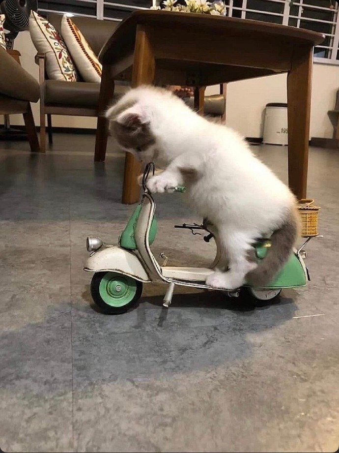 骑上我心爱滴小摩托~嘟嘟~dudu动物gif搞笑图片