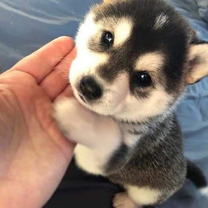 狗狗的这种眼神你能抗拒的了吗动物gif搞笑图片