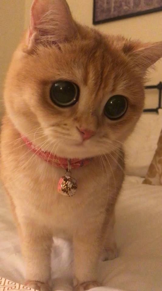 小猫咪Molly的日常。这个圆圆的大眼睛，超可爱了！动物gif搞笑图片