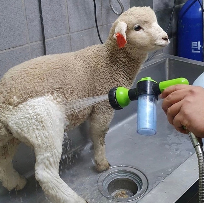 小羊的洗白过程 ​​​​动物gif搞笑图片